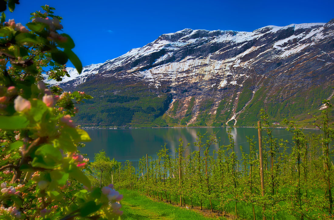 hardanger naturbilde